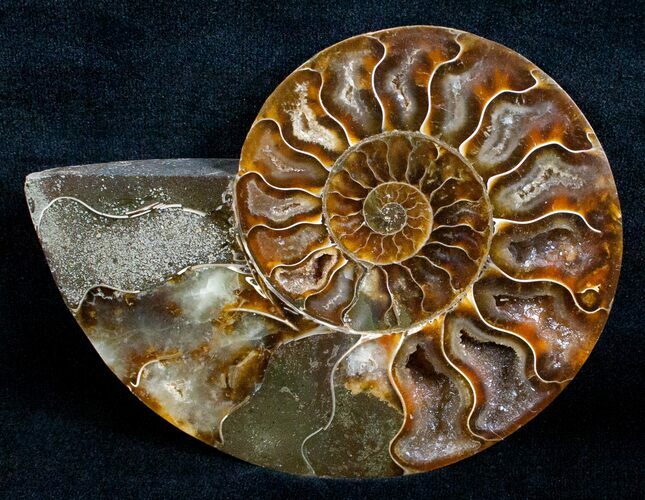 Beautiful Split Ammonite (Half) #5654